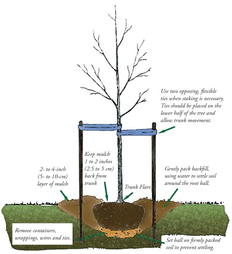 Planting a Tree